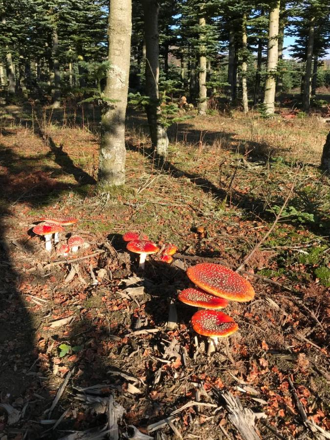 Landhaus Silbach Winterberg Zewnętrze zdjęcie