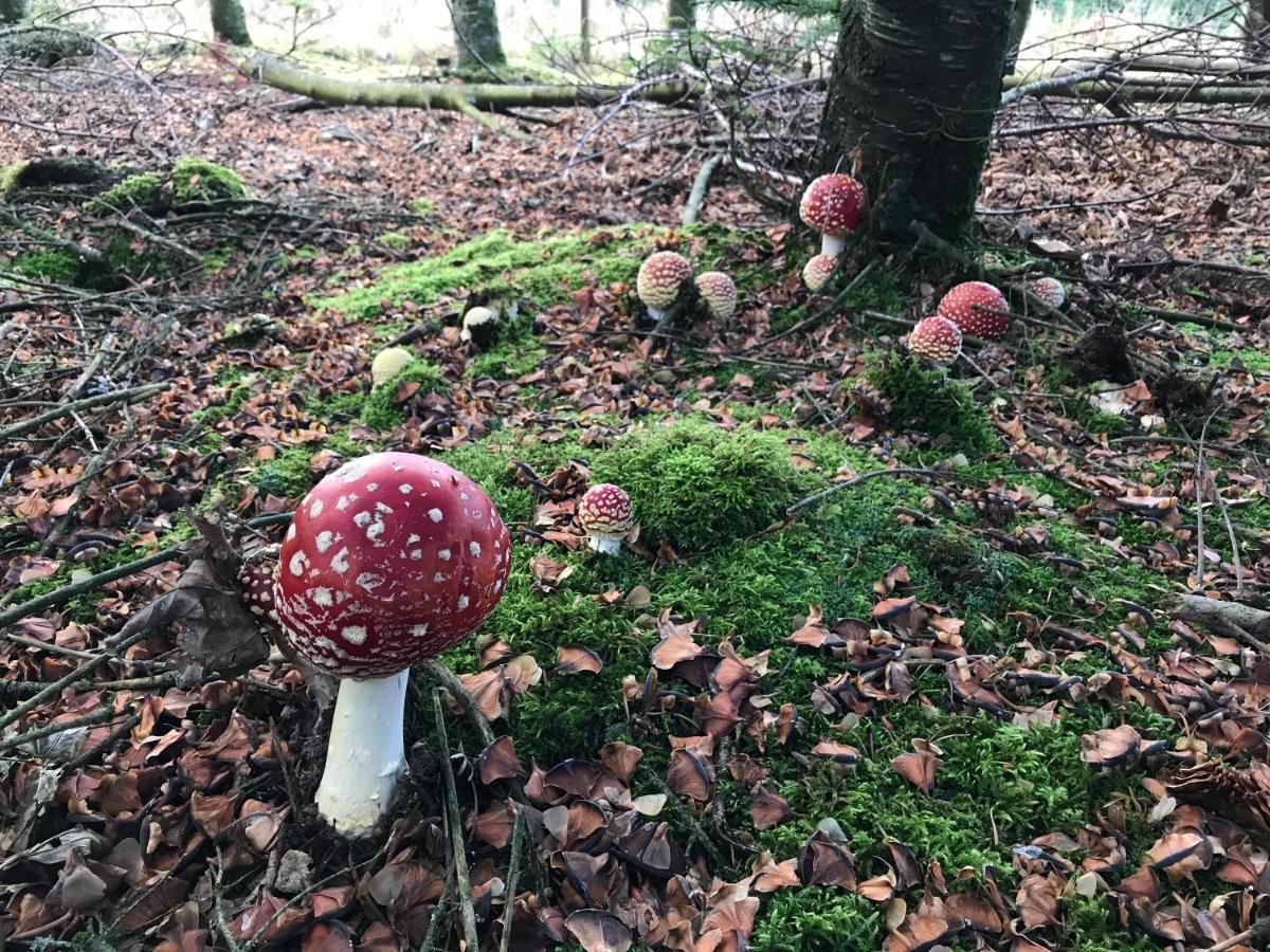Landhaus Silbach Winterberg Zewnętrze zdjęcie